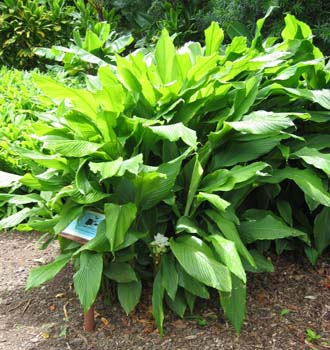 Curcuma Longa plant